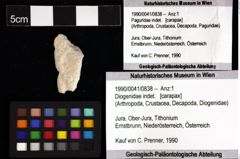 Foto (Objket + Etiketten) von Diogenidae indet. 